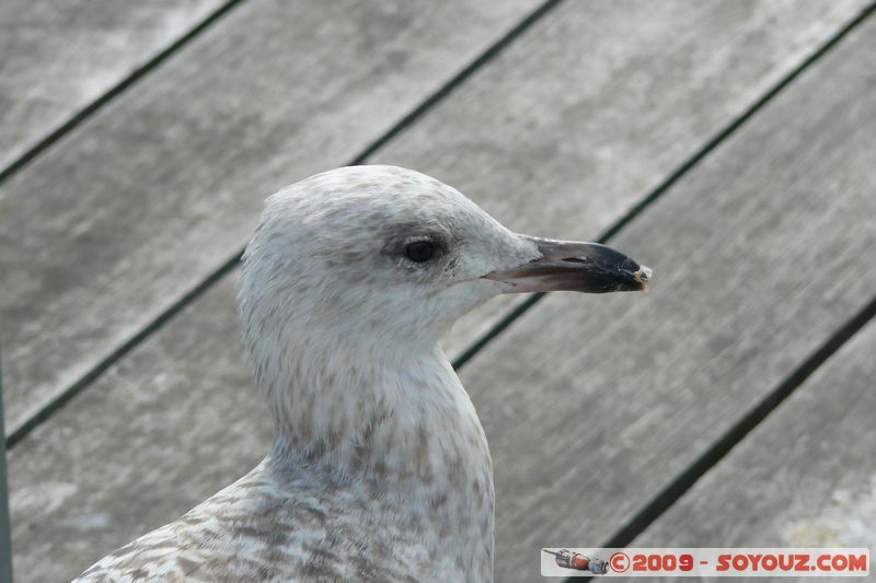 Brixham Harbour - Gull
Overgang Rd, Torquay, Torbay TQ5 8, UK
Mots-clés: animals oiseau Mouette Port
