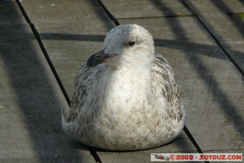 Brixham Harbour - Gull
Overgang Rd, Torquay, Torbay TQ5 8, UK
Mots-clés: animals oiseau Mouette