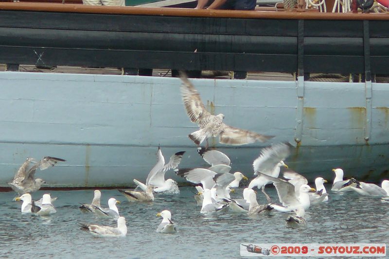 Brixham Harbour - Gulls
Moorings Reach, Torquay, Torbay TQ5 9, UK
Mots-clés: animals oiseau Mouette