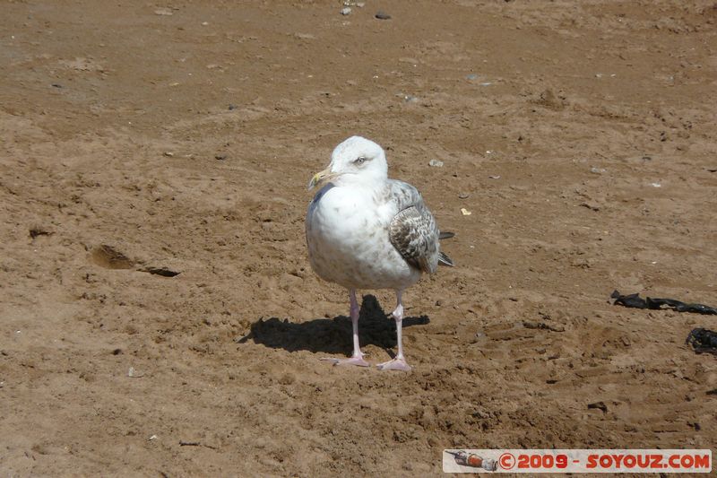 Torquay - Gull
B3199, Torbay TQ3 2, UK
Mots-clés: animals oiseau Mouette
