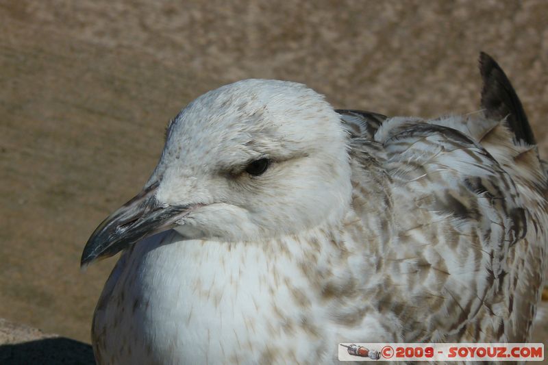 Torquay - Gull
B3199, Torbay TQ3 2, UK
Mots-clés: animals oiseau Mouette