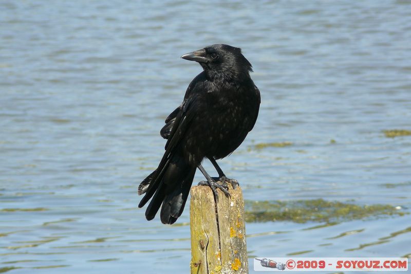 Paignton - Raven
Mots-clés: animals oiseau Corbeau