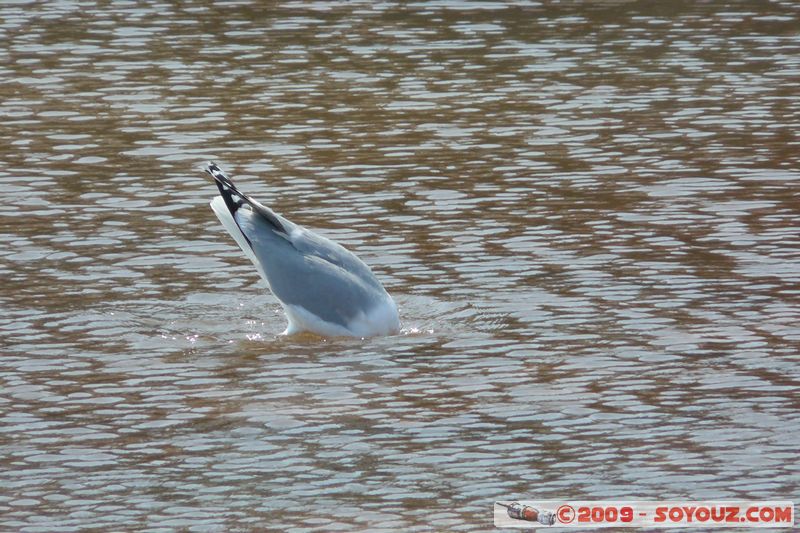Paignton - Marine Parade - Gull
Paignton, Devon, England, United Kingdom
Mots-clés: animals oiseau Mouette