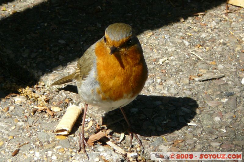 Totnes - Robin
Mots-clés: animals oiseau Rouge-gorge