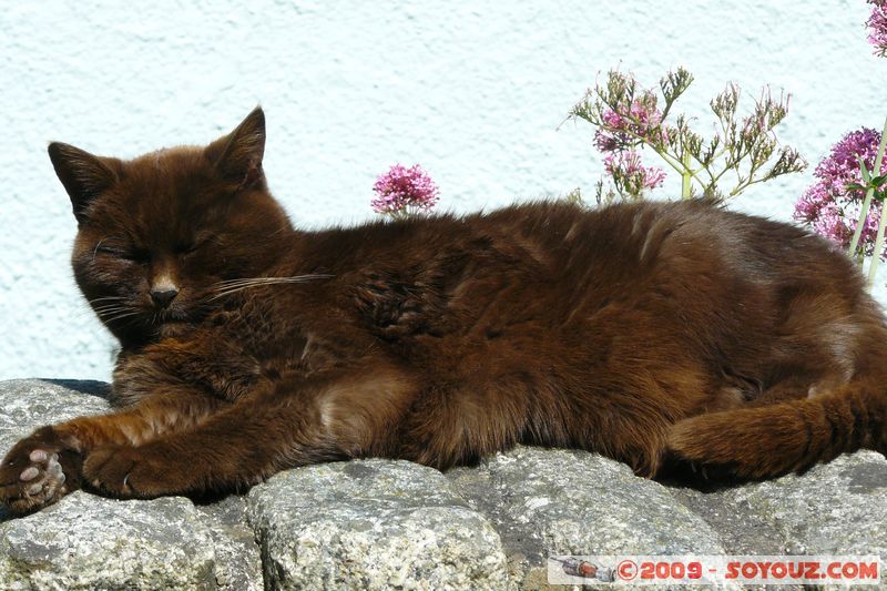 Totnes - Lazy cat
Mots-clés: animals chat