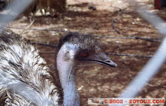 emu
