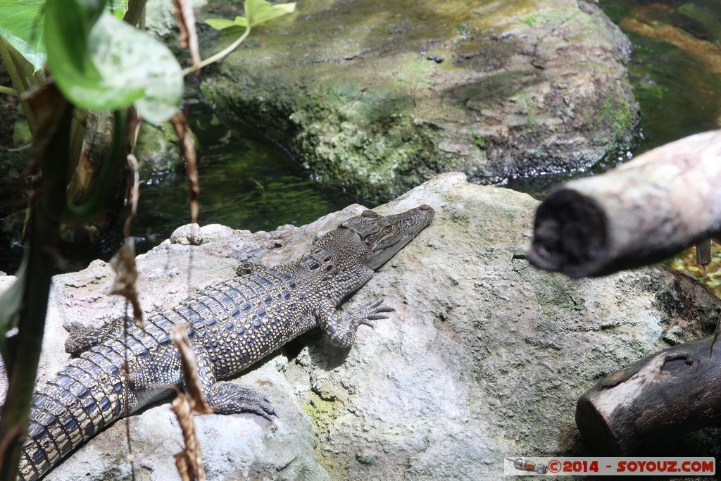AQWA - Crocodile
Mots-clés: AUS Australie geo:lat=-31.82686240 geo:lon=115.73802200 geotagged Sorrento Western Australia sous-marin animals crocodile