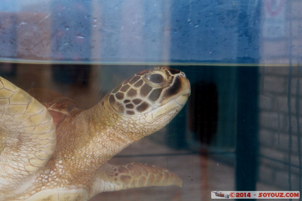 AQWA - Sea turtle
Mots-clés: AUS Australie geo:lat=-31.82688800 geo:lon=115.73795500 geotagged Sorrento Western Australia sous-marin animals Tortue