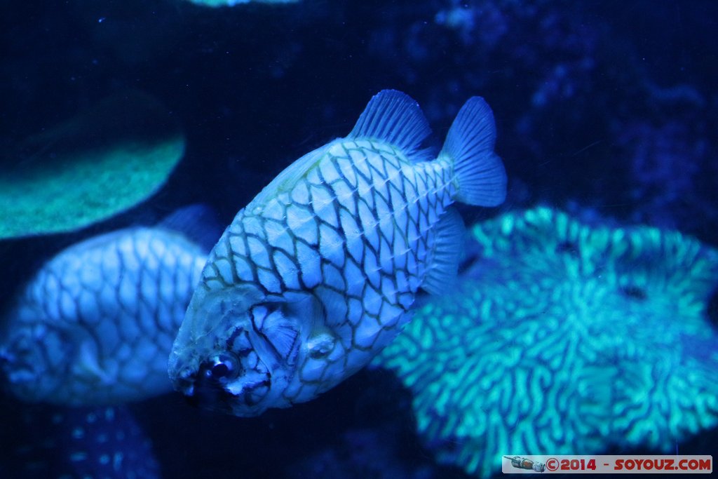 AQWA - Fish
Mots-clés: AUS Australie geo:lat=-31.82688800 geo:lon=115.73795500 geotagged Sorrento Western Australia sous-marin animals Poisson