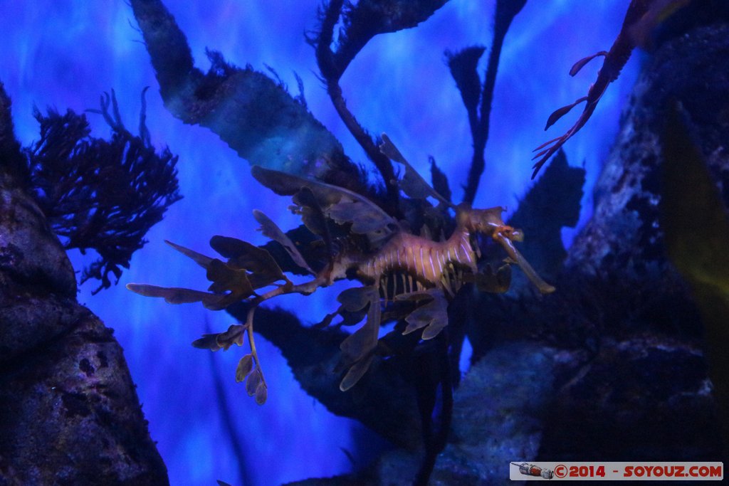 AQWA - Seahorse
Mots-clés: AUS Australie geo:lat=-31.82598200 geo:lon=115.73909200 geotagged Sorrento Western Australia sous-marin animals hippocampe