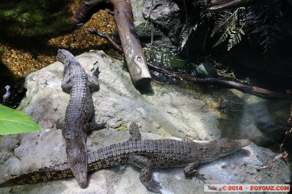 AQWA - Crocodile
Mots-clés: AUS Australie geo:lat=-31.82598200 geo:lon=115.73909200 geotagged Sorrento Western Australia sous-marin animals crocodile