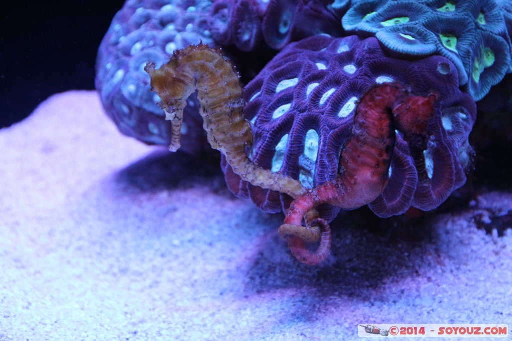 AQWA - Seahorse
Mots-clés: AUS Australie geo:lat=-31.82598200 geo:lon=115.73909200 geotagged Sorrento Western Australia sous-marin animals hippocampe