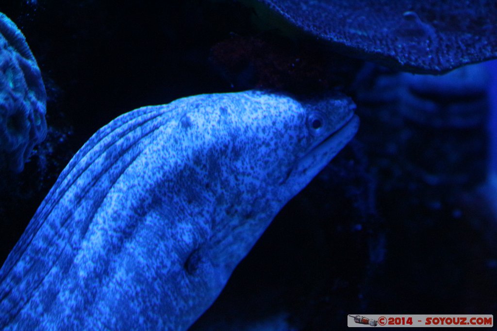 AQWA - Moray eel
Mots-clés: AUS Australie geo:lat=-31.82598200 geo:lon=115.73909200 geotagged Sorrento Western Australia sous-marin animals murene