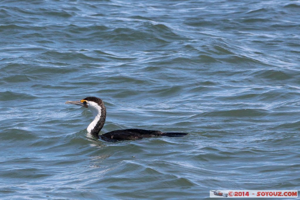 Mandurah
Mots-clés: AUS Australie geo:lat=-32.52609100 geo:lon=115.71104560 geotagged Mandurah Western Australia animals oiseau