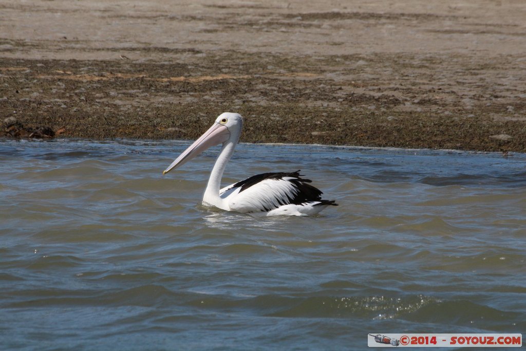 Mandurah - Pelican
Mots-clés: AUS Australie geo:lat=-32.53862600 geo:lon=115.71869840 geotagged Mandurah Western Australia animals oiseau pelican