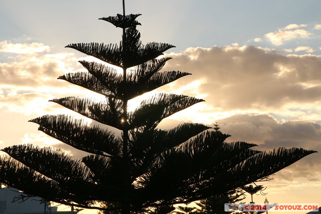 Fremantle - Fishing Boat Harbour - Backlight tree
Mots-clés: AUS Australie Beaconsfield Fremantle City geo:lat=-32.05765867 geo:lon=115.74366733 geotagged Western Australia Fishing Boat Harbour sunset
