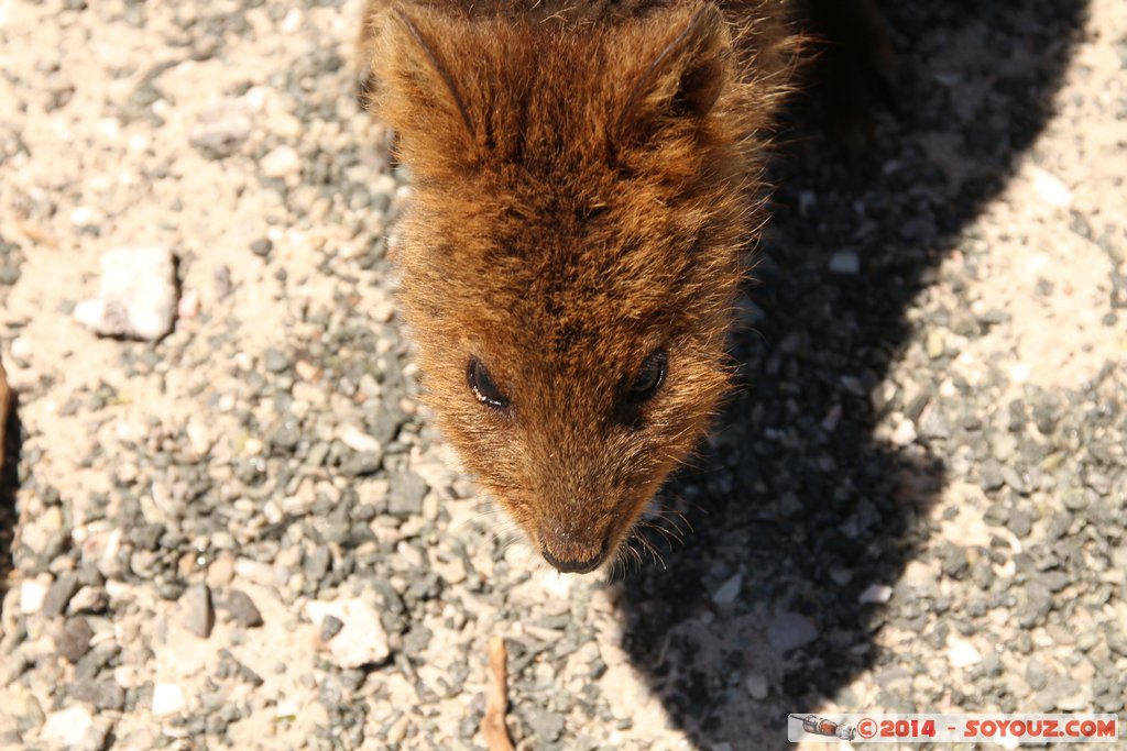 Rottnest Island - Parker Point - Quokka
Mots-clés: AUS Australie geo:lat=-32.02298599 geo:lon=115.52828372 geotagged Rottnest Island Western Australia animals animals Australia Quokka