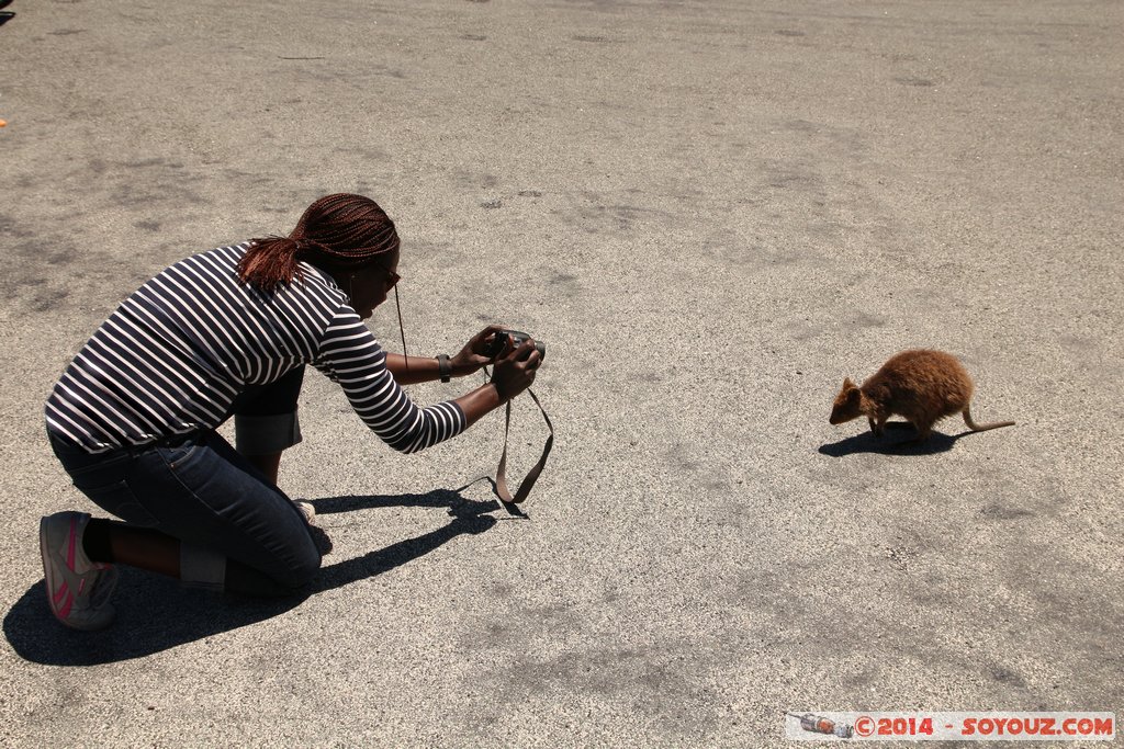 Rottnest Island - Parker Point - Quokka
Mots-clés: AUS Australie geo:lat=-32.02298599 geo:lon=115.52828372 geotagged Rottnest Island Western Australia animals animals Australia Quokka