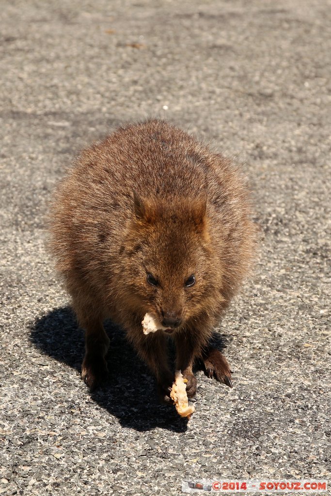 Rottnest Island - Parker Point - Quokka
Mots-clés: AUS Australie geo:lat=-32.02298599 geo:lon=115.52828372 geotagged Rottnest Island Western Australia animals animals Australia Quokka