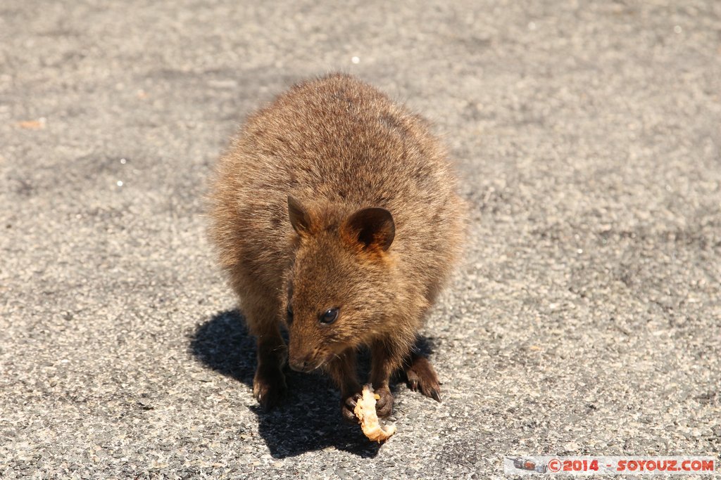 Rottnest Island - Parker Point - Quokka
Mots-clés: AUS Australie geo:lat=-32.02298599 geo:lon=115.52828372 geotagged Rottnest Island Western Australia animals animals Australia Quokka