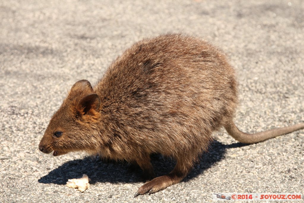 Rottnest Island - Parker Point - Quokka
Mots-clés: AUS Australie geo:lat=-32.02298599 geo:lon=115.52828372 geotagged Rottnest Island Western Australia animals animals Australia Quokka