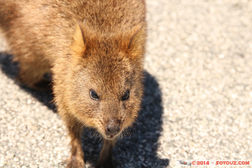 Rottnest Island - Parker Point - Quokka
Mots-clés: AUS Australie geo:lat=-32.02298599 geo:lon=115.52828372 geotagged Rottnest Island Western Australia animals animals Australia Quokka
