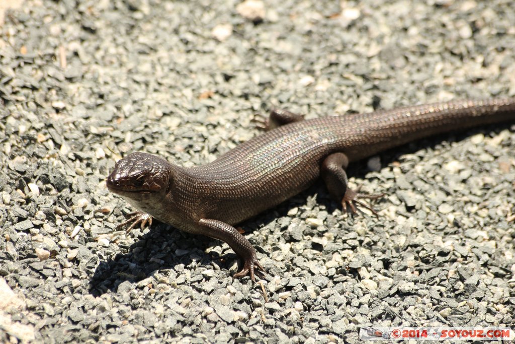 Rottnest Island - Parker Point - King's Skink Lizard
Mots-clés: AUS Australie geo:lat=-32.02298599 geo:lon=115.52828372 geotagged Rottnest Island Western Australia animals lezard King's Skink Lizard