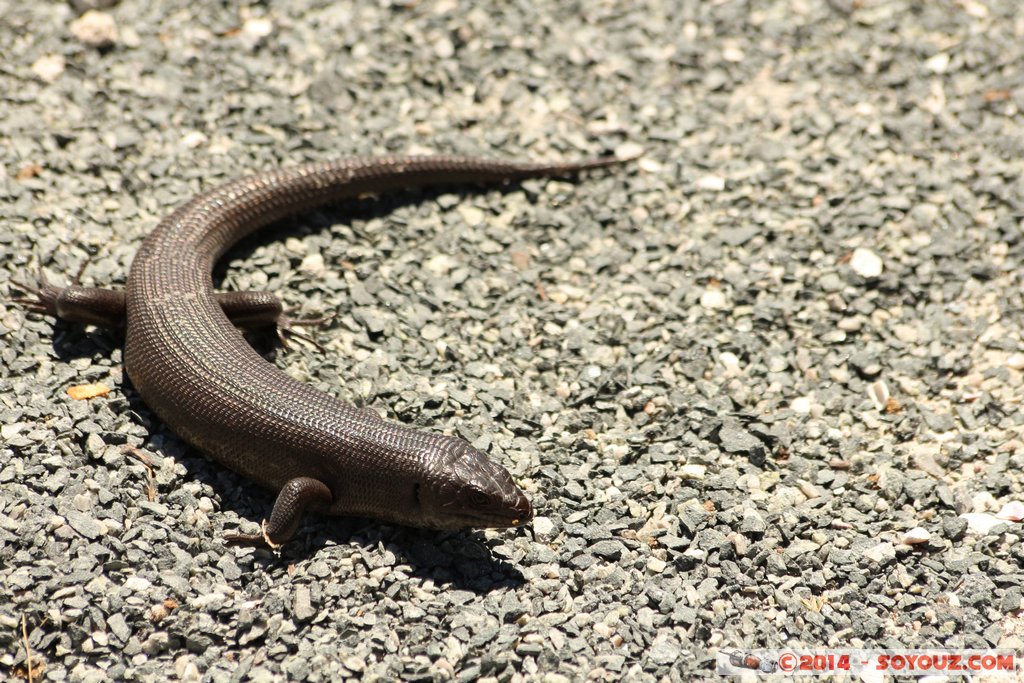 Rottnest Island - Parker Point - King's Skink Lizard
Mots-clés: AUS Australie geo:lat=-32.02298599 geo:lon=115.52828372 geotagged Rottnest Island Western Australia animals lezard King's Skink Lizard