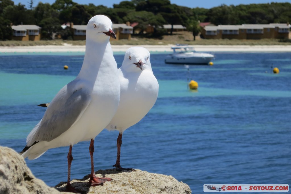 Rottnest Island - The Settlement - Seagulls
Mots-clés: AUS Australie geo:lat=-31.99540417 geo:lon=115.54195225 geotagged Rottnest Island Western Australia Western Australian Museum The Settlement mer animals oiseau Mouette