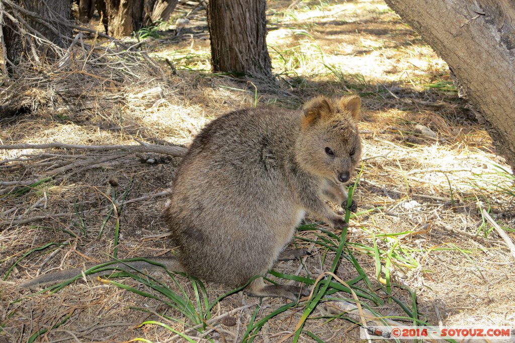 Rottnest Island - Wadjemup - Quokka
Mots-clés: AUS Australie geo:lat=-32.00521467 geo:lon=115.51141262 geotagged Rottnest Island Western Australia Wadjemup animals animals Australia Quokka