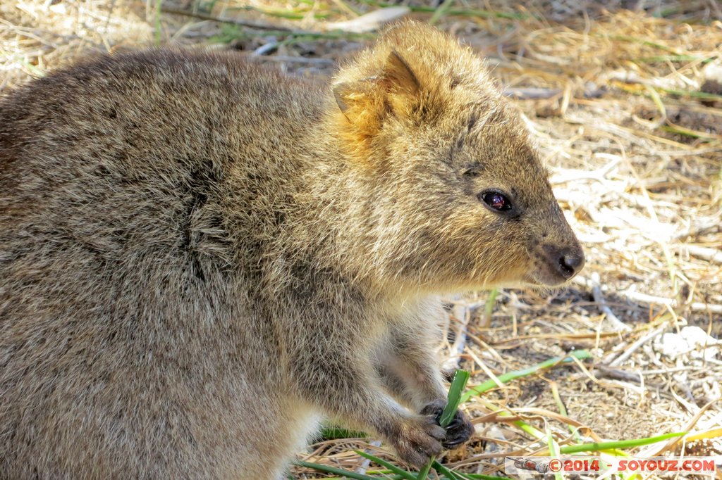Rottnest Island - Wadjemup - Quokka
Mots-clés: AUS Australie geo:lat=-32.00521467 geo:lon=115.51141262 geotagged Rottnest Island Western Australia Wadjemup animals animals Australia Quokka