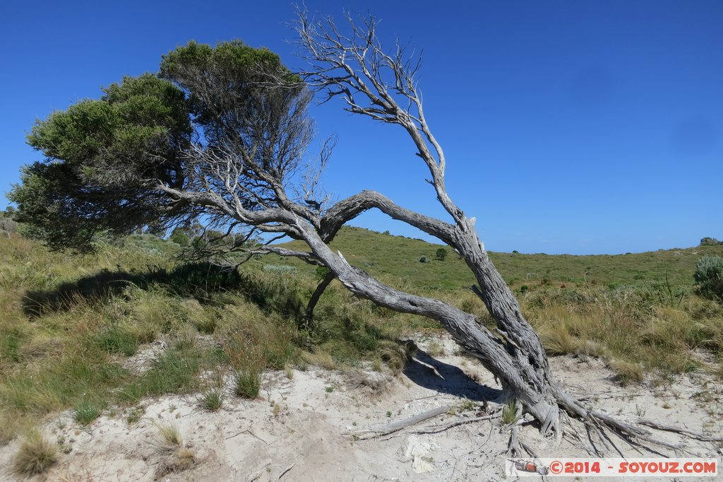 Rottnest Island - Geordie Bay
Mots-clés: AUS Australie geo:lat=-31.99206249 geo:lon=115.52421212 geotagged Rottnest Island Western Australia Geordie Bay Arbres