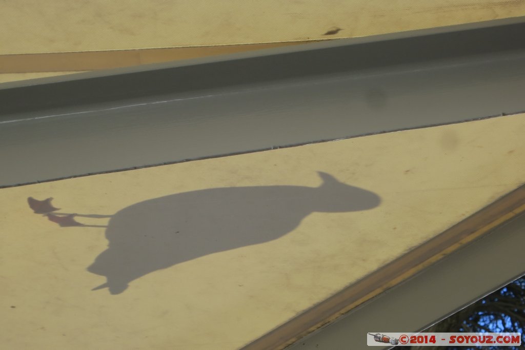 Rottnest Island - The Settlement - Chinese shadow seagull
Mots-clés: AUS Australie geo:lat=-31.99841817 geo:lon=115.54267377 geotagged Rottnest Island Western Australia The Settlement Mouette