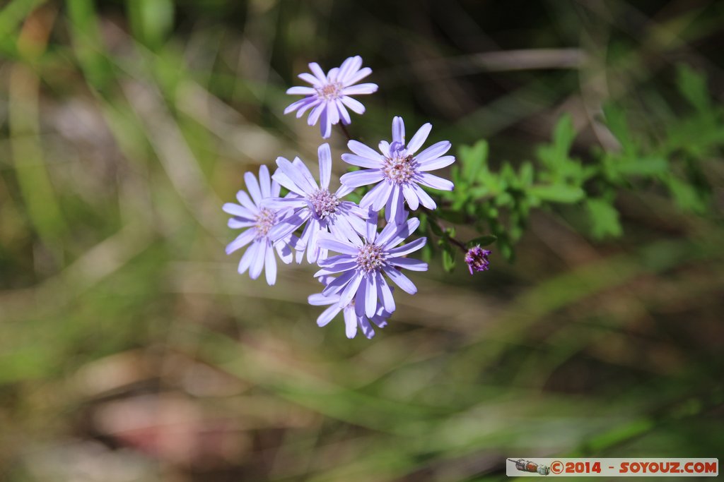 Margaret River - Deepdene - Jewel Cave
Mots-clés: AUS Australie geo:lat=-34.27414800 geo:lon=115.09624500 geotagged Leeuwin Western Australia Margaret River Jewel Cave Deepdene