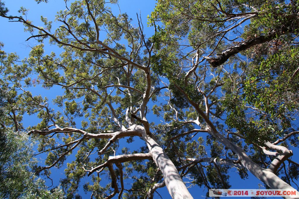 Margaret River - Deepdene - Jewel Cave
Mots-clés: AUS Australie geo:lat=-34.27321200 geo:lon=115.09710700 geotagged Leeuwin Western Australia Margaret River Jewel Cave Deepdene