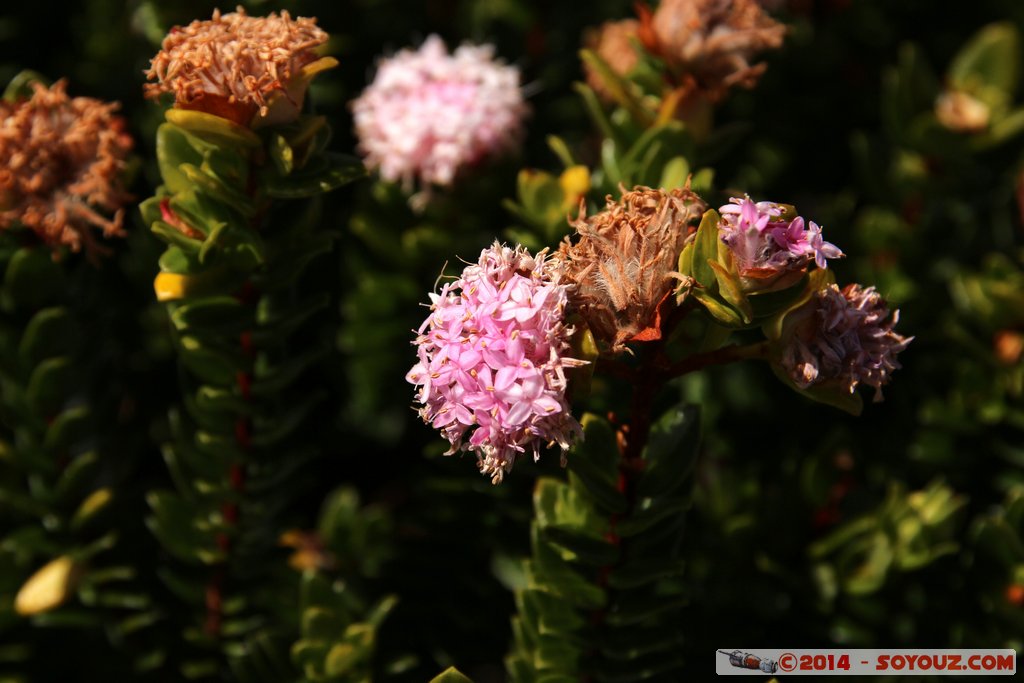 Margaret River - Yallingup - Canal Rocks
Mots-clés: AUS Australie geo:lat=-33.66950850 geo:lon=114.99555450 geotagged Western Australia Yallingup Margaret River Canal Rocks fleur