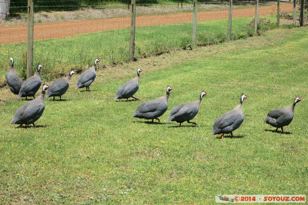 Margaret River- Cowaramup Brewing Company - Guinea fowl
Mots-clés: AUS Australie Cowaramup geo:lat=-33.83510994 geo:lon=115.13652147 geotagged Treeton Western Australia Margaret River Cowaramup Brewing Company animals oiseau Pintade