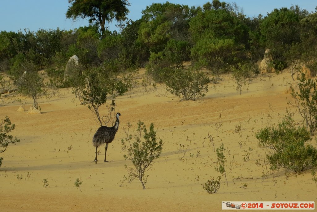Nambung National Park  - The Pinnacles - Emu
Mots-clés: AUS Australie Cervantes geo:lat=-30.60305730 geo:lon=115.15998080 geotagged Western Australia Parc animals Australia animals Emu