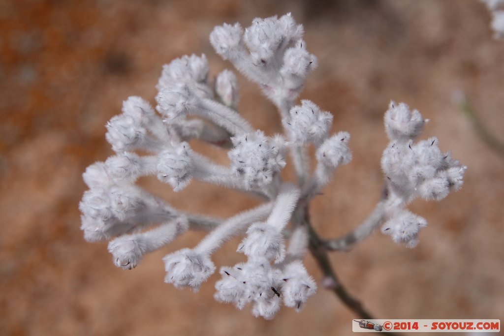 Lesueur National Park
Mots-clés: AUS Australie geo:lat=-30.17381859 geo:lon=115.19035268 geotagged Jurien Bay State of Western Australia Parc plante fleur