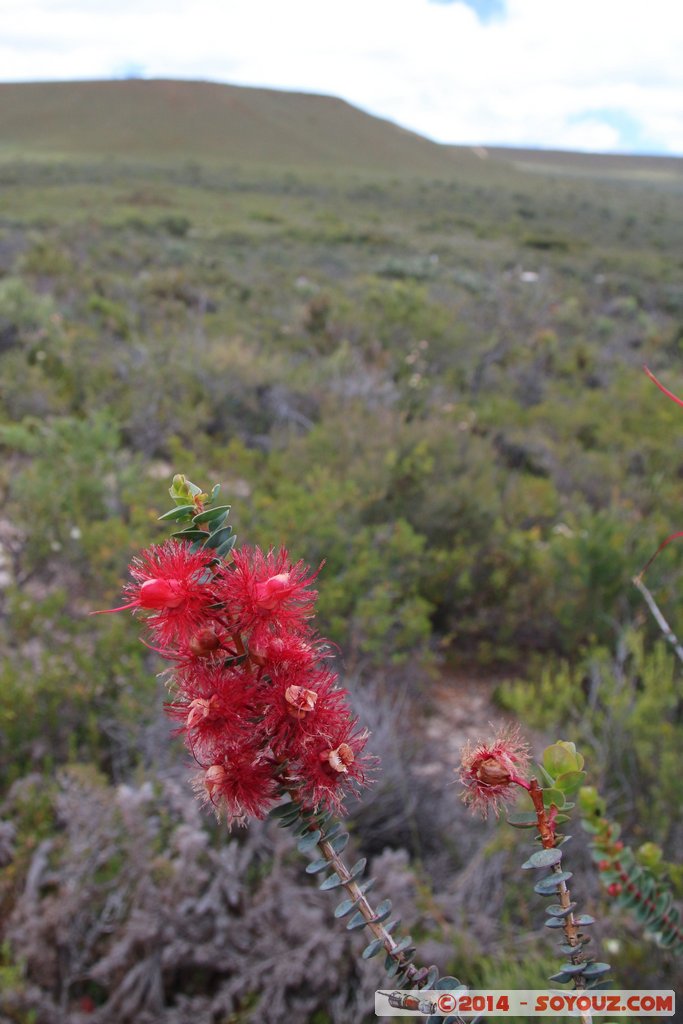 Lesueur National Park
Mots-clés: AUS Australie geo:lat=-30.16291700 geo:lon=115.19901920 geotagged Jurien Bay State of Western Australia Parc plante fleur