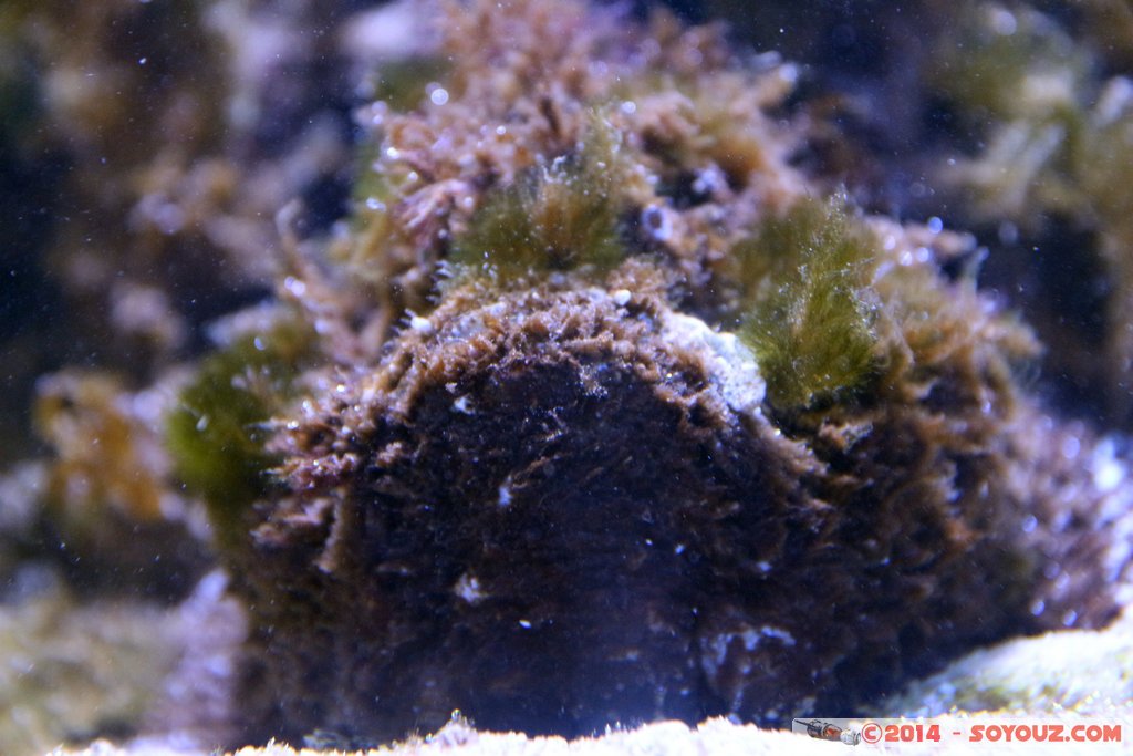 Shark Bay - Stonefish
Mots-clés: AUS Australie Denham geo:lat=-25.98041977 geo:lon=113.55982038 geotagged Western Australia sous-marin animals Poisson Poisson Pierre