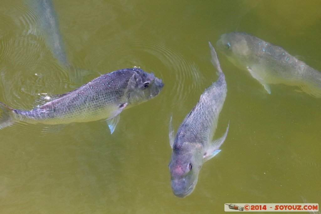 Shark Bay - Fish
Mots-clés: AUS Australie Denham geo:lat=-25.98015546 geo:lon=113.55978242 geotagged Western Australia sous-marin animals Poisson