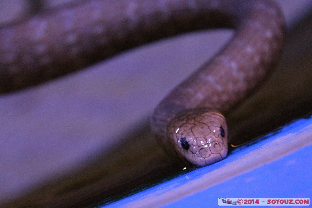 Shark Bay - Sea snake
Mots-clés: AUS Australie Denham geo:lat=-25.98028038 geo:lon=113.55995763 geotagged Western Australia sous-marin animals serpent de mer