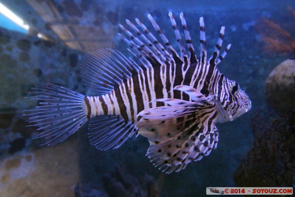 Shark Bay - Fish
Mots-clés: AUS Australie Denham geo:lat=-25.98021417 geo:lon=113.55986050 geotagged Western Australia sous-marin animals Poisson