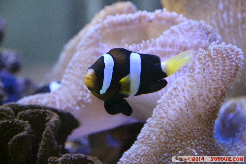 Shark Bay - Fish
Mots-clés: AUS Australie Denham geo:lat=-25.98028161 geo:lon=113.55983243 geotagged Western Australia sous-marin animals Poisson