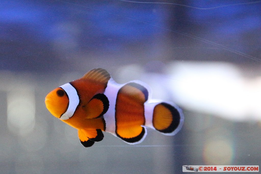 Shark Bay - Clown Fish
Mots-clés: AUS Australie Denham geo:lat=-25.98031539 geo:lon=113.55984157 geotagged Western Australia sous-marin animals Poisson Poisson clown