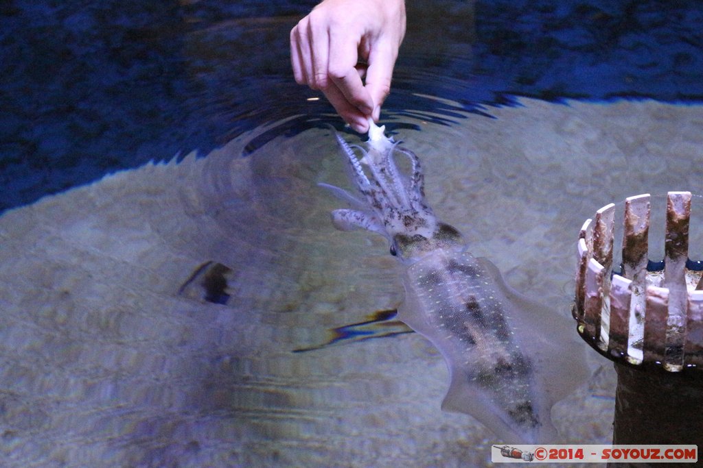 Shark Bay - Squid
Mots-clés: AUS Australie Denham geo:lat=-25.98039565 geo:lon=113.55984543 geotagged Western Australia sous-marin animals Calamar