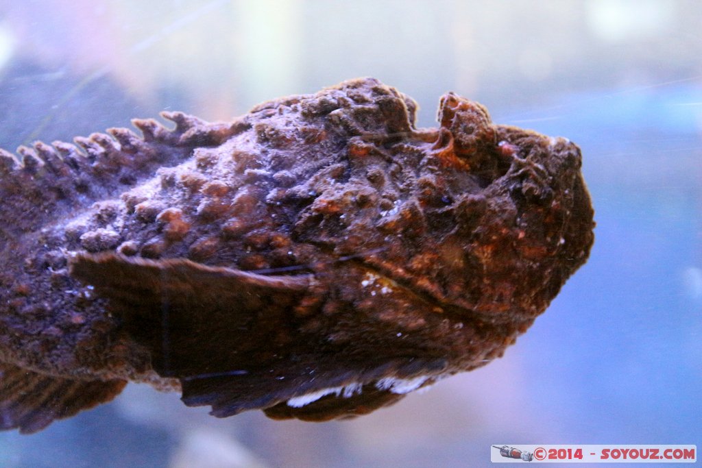 Shark Bay
Mots-clés: AUS Australie Denham geo:lat=-25.98034409 geo:lon=113.55981391 geotagged Western Australia sous-marin animals Poisson Poisson Pierre