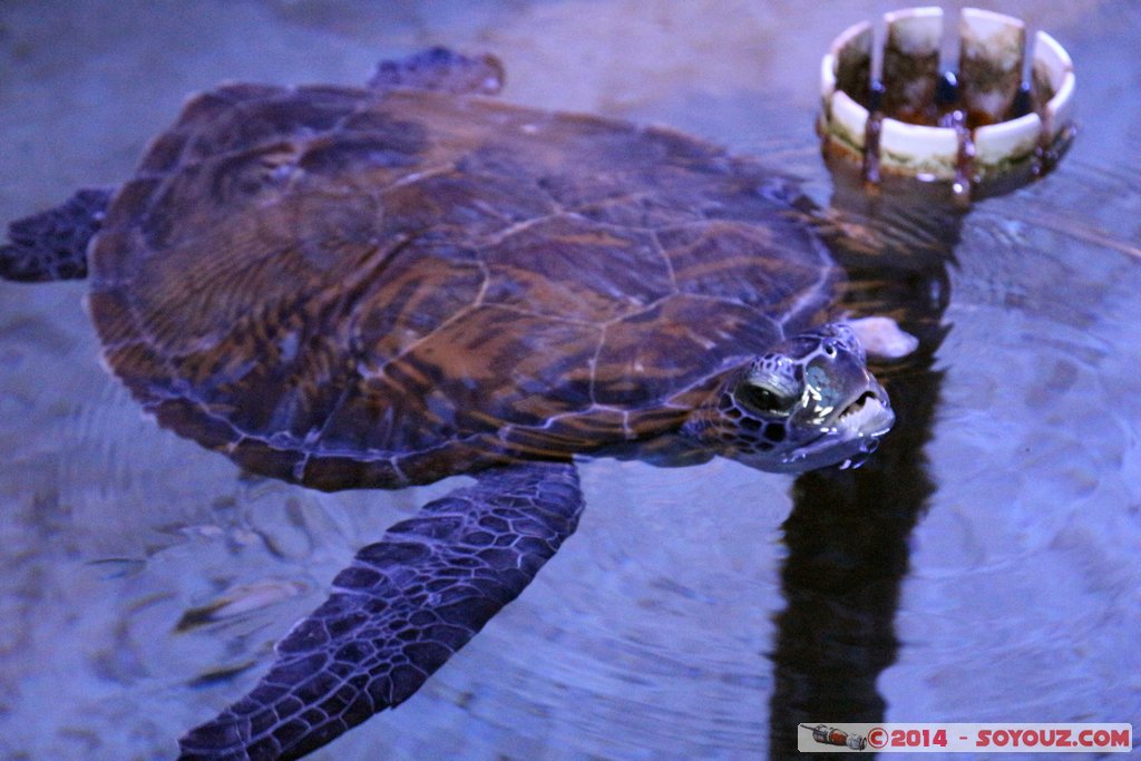 Shark Bay - Sea Turtle
Mots-clés: AUS Australie Denham geo:lat=-25.98027458 geo:lon=113.55989125 geotagged Western Australia sous-marin animals Tortue