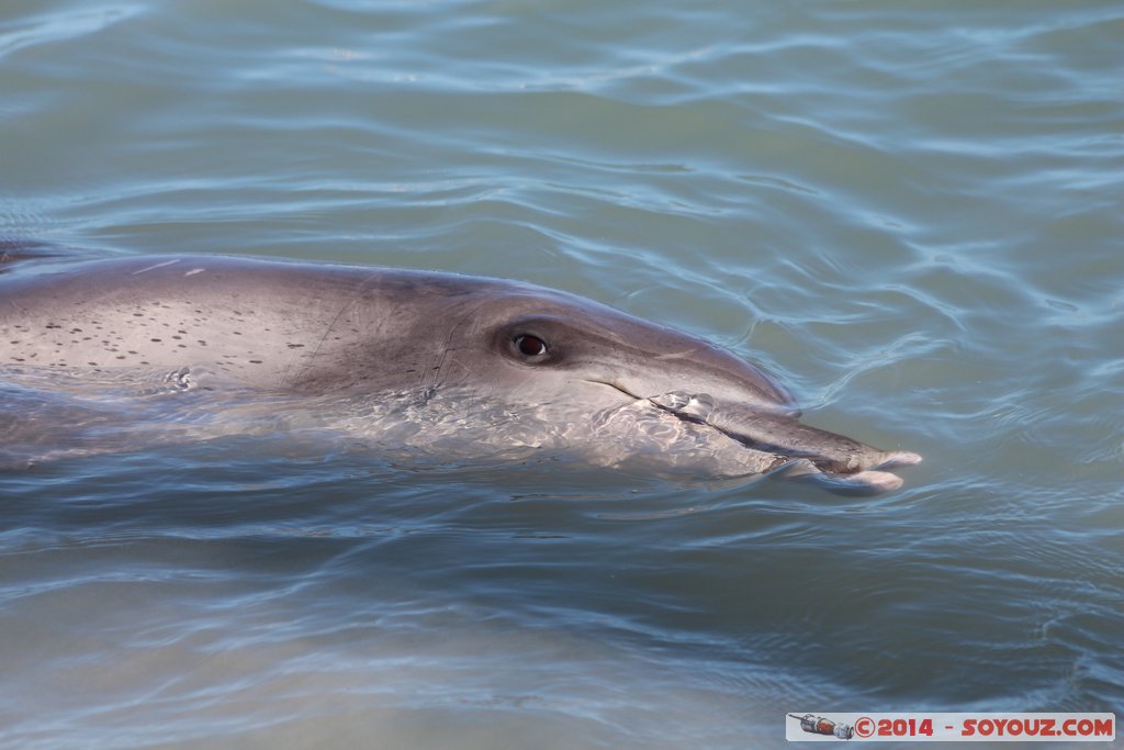 Shark Bay - Monkey Mia - Dolphin
Mots-clés: AUS Australie geo:lat=-25.79300731 geo:lon=113.71973348 geotagged Monkey Mia State of Western Australia Western Australia animals Dauphin patrimoine unesco